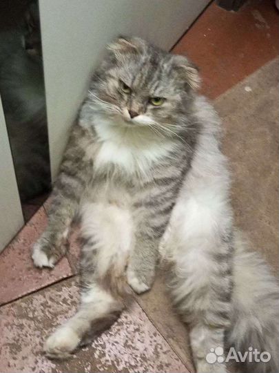 Отдам кошечку