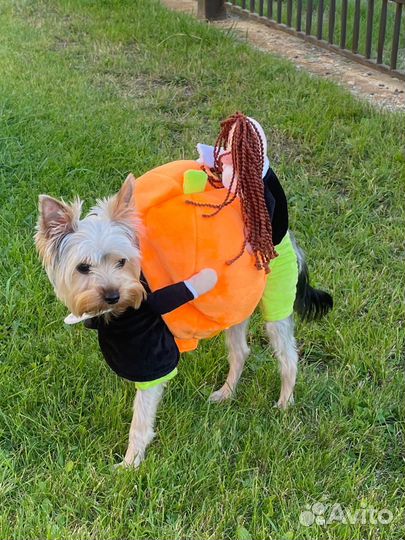 Костюм доя собак мелких пород