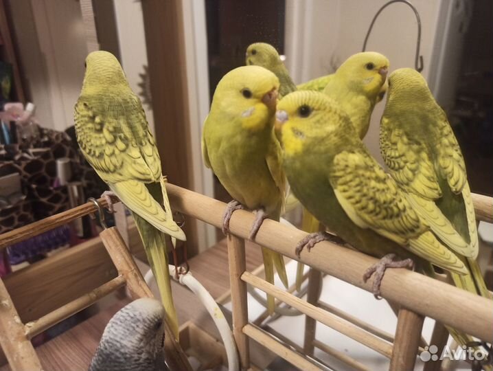 Птенцы волнистых попугаев