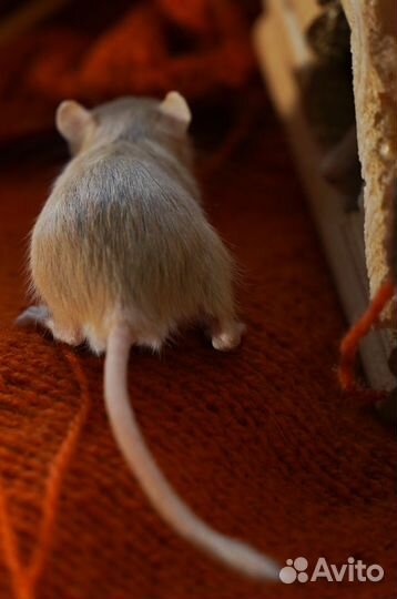 Монгольские мышки-песчанки