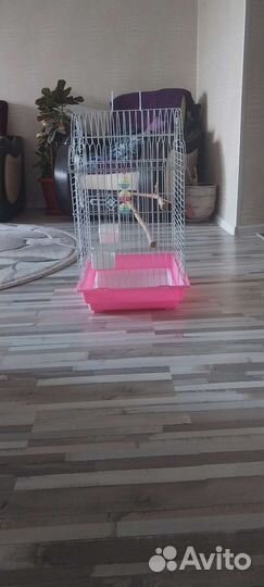 Клетка для среднего попугая