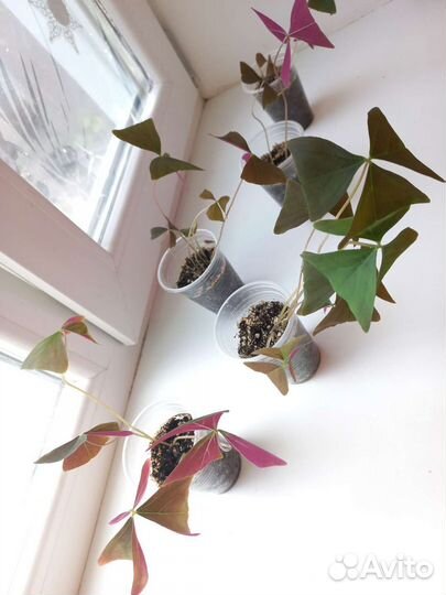 Кислица оксалис фиолетовая и зеленая