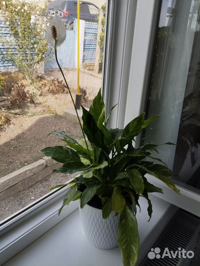 Спатифиллум домино карликовый