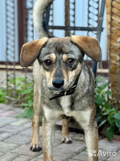 Щенок подросток