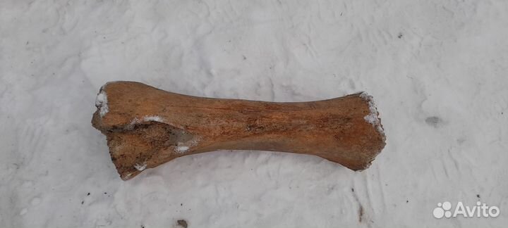 Кость мамонта