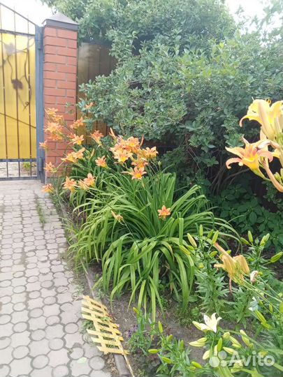 Цветы многолетники