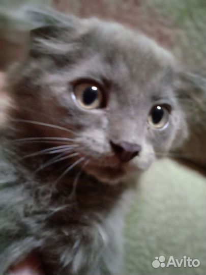 Другая порода