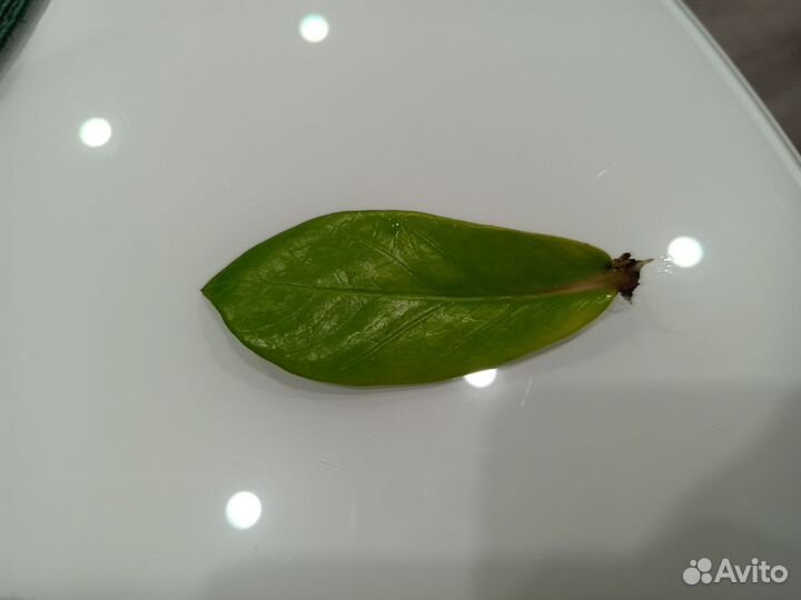 Замиокулькас