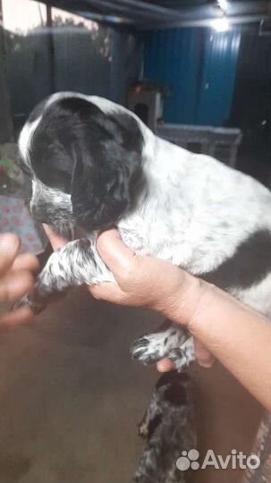 Щенки русского спаниеля