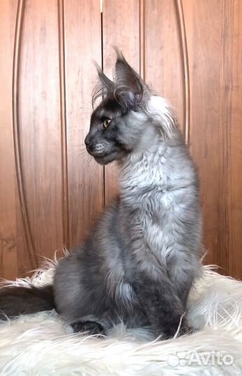 Котята мейн-кун