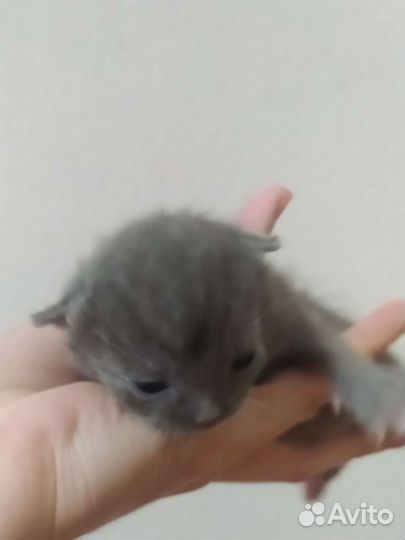 Котятки от домашней кошки мэнкс, 11 июля,3 котёнка