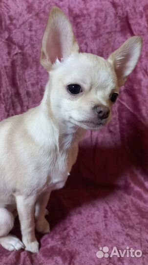 Чихуахуа мини девочка