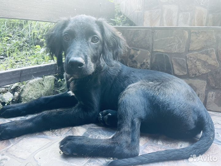 Щенок метис спаниеля