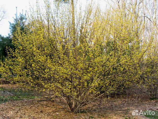 Кизил обыкновенный фото и описание кустарника