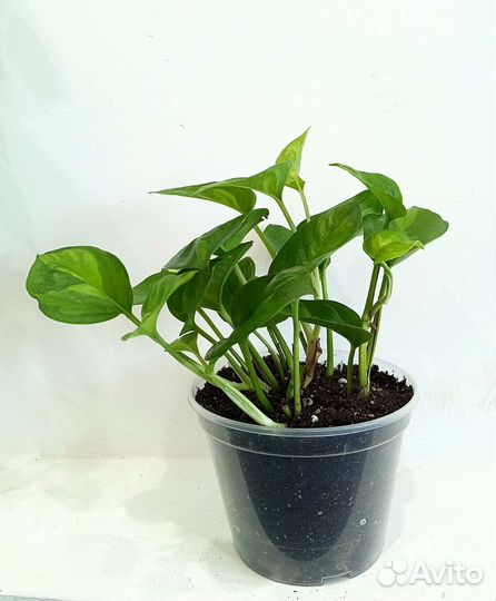 Сциндапсусы сортовые Глобал Грин