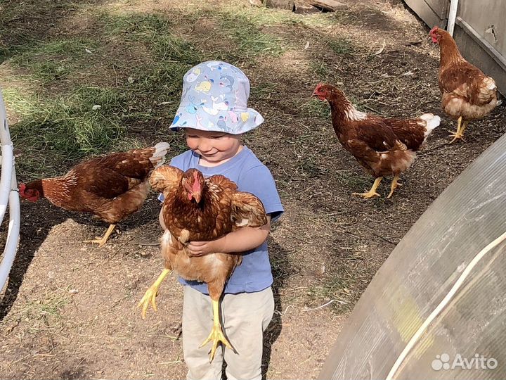 Куры несушки молодые