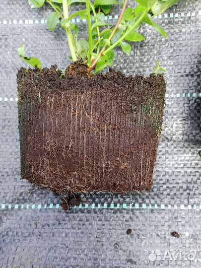 Голубика саженцы 2х летки зкс