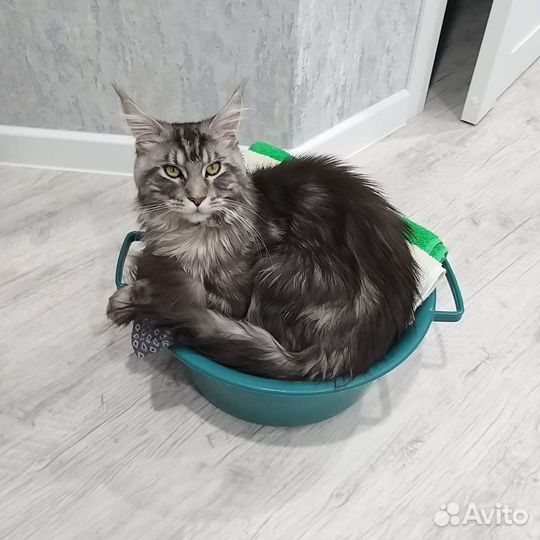 Кот мейн-кун вязка