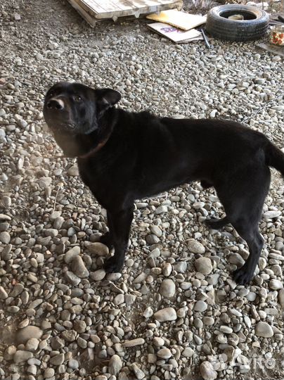 Собаки бесплатно в добрые руки