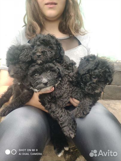 Собака маленькая порода