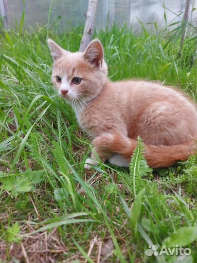 Персиковая девочка