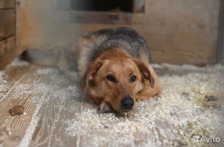 Собака с надеждой в глазах