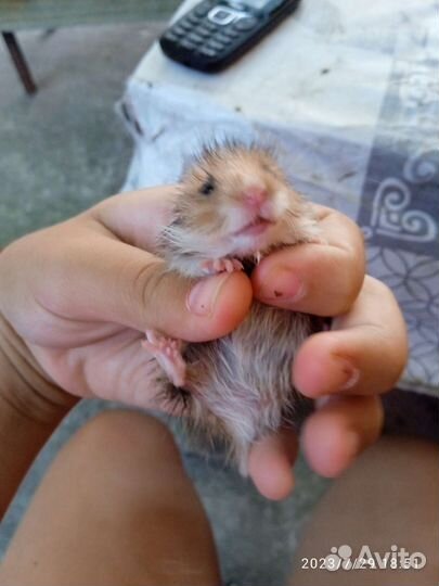 Сирийский хомяк девочка