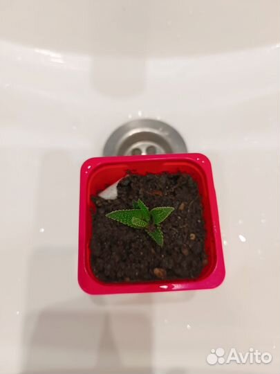 Суккулент хавортия