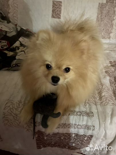 Вязка для девочки шпица