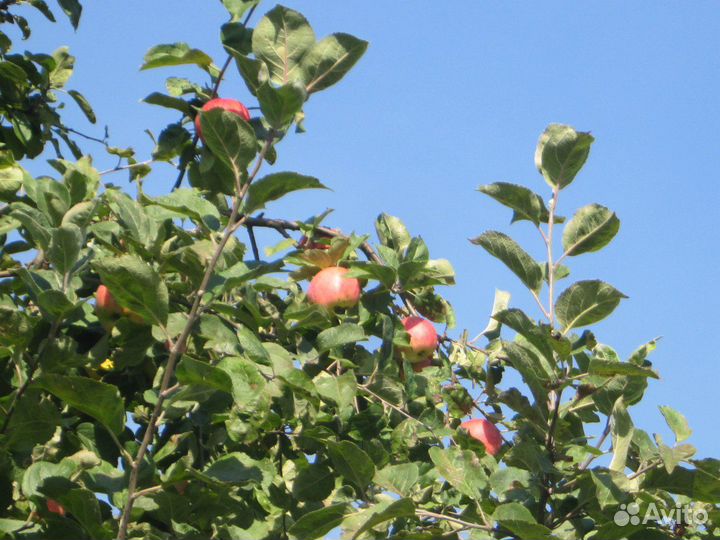 Яблоки из собственного сада
