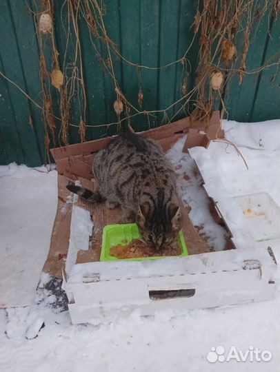Милый скромный котик полосатик на морозе,нужен дом
