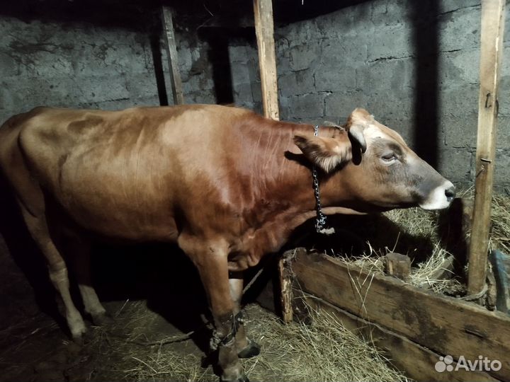 Корова дойная