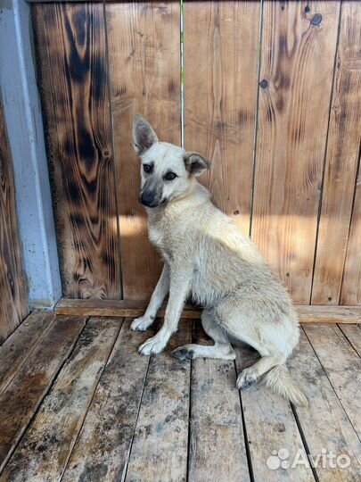 Собака в добрые руки