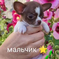 Милые малыши чихуахуа