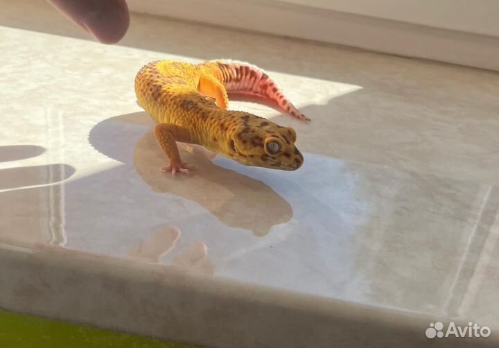 Ящерица эублефар