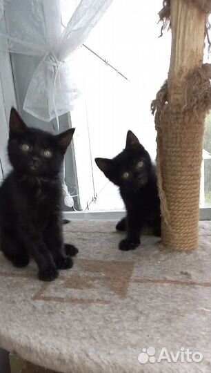 Котята в поиске дома