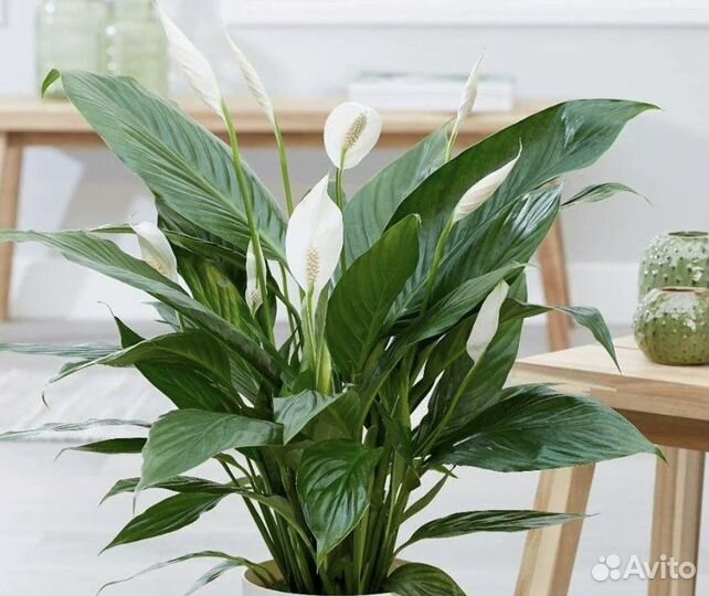 Спатифиллум