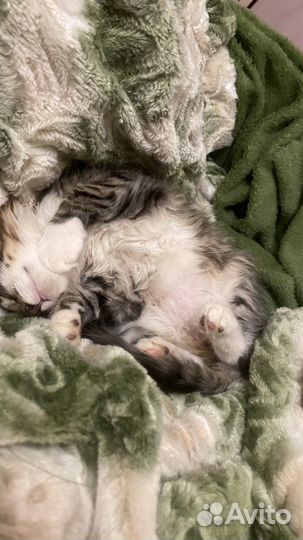 Котенок