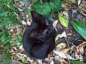 Котята и кошки