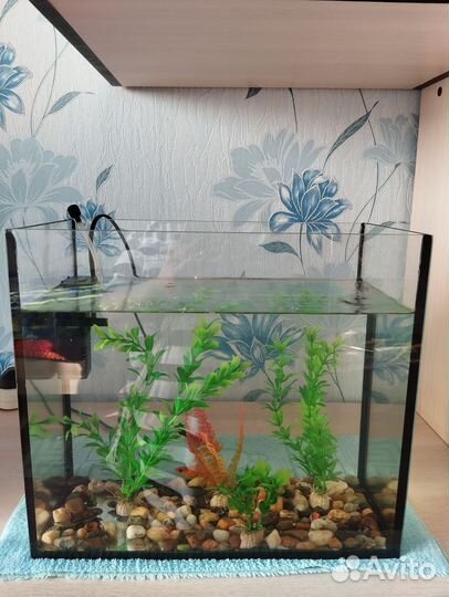 Аквариум