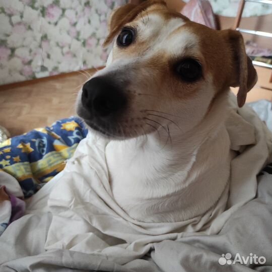 Джек рассел