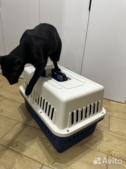 Большая переноска 50*33 высота 35