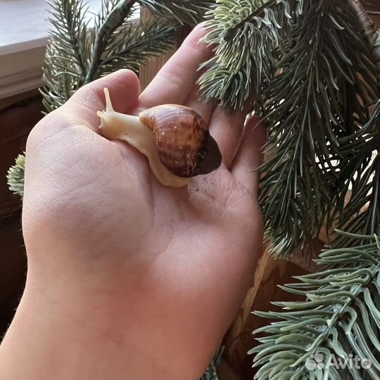 Улитки Архахатины Маргината Овум