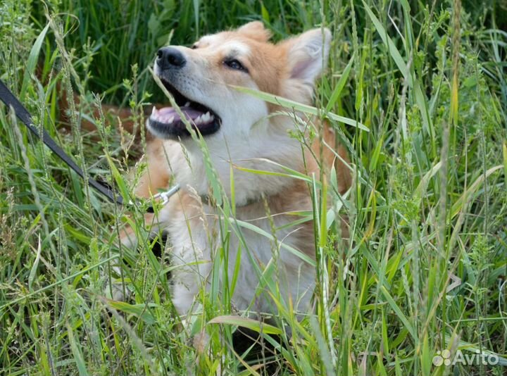 Собака в добрые руки