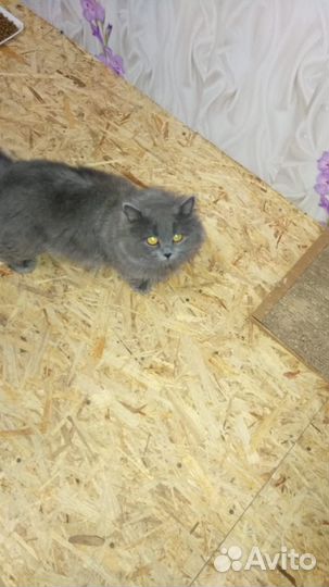 Котик в добрые руки