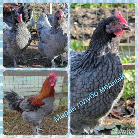 Инкубационное яйцо, цыплята, куры