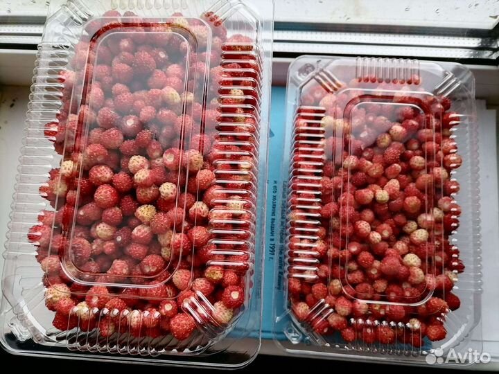 Земляника лесная свежая