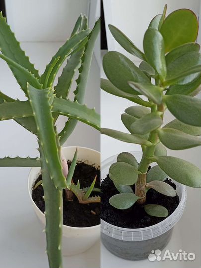 Толстянка (денежное дерево) и Алоэ