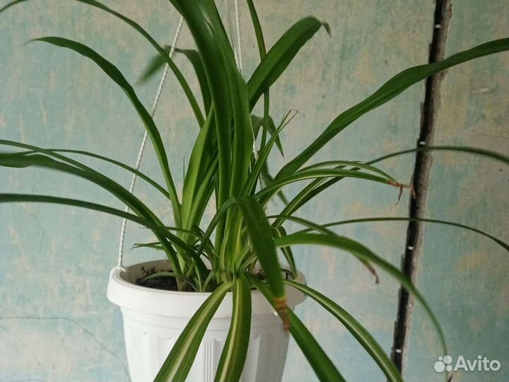 Аспидистра, срезы традесканций