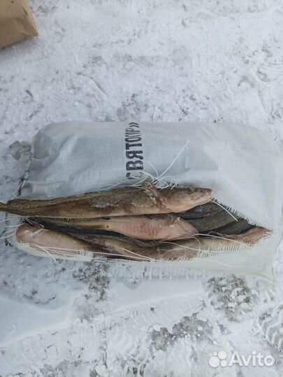 Рыба свежемороженая